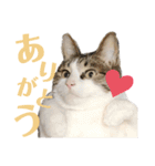 わーちゃん's★stamp（個別スタンプ：4）