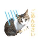 わーちゃん's★stamp（個別スタンプ：5）