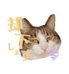 わーちゃん's★stamp（個別スタンプ：7）
