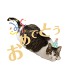わーちゃん's★stamp（個別スタンプ：8）