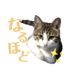 わーちゃん's★stamp（個別スタンプ：10）