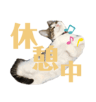 わーちゃん's★stamp（個別スタンプ：11）