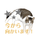 わーちゃん's★stamp（個別スタンプ：12）
