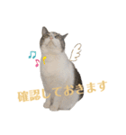 わーちゃん's★stamp（個別スタンプ：13）