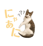 わーちゃん's★stamp（個別スタンプ：14）