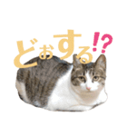 わーちゃん's★stamp（個別スタンプ：15）