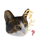 わーちゃん's★stamp（個別スタンプ：16）
