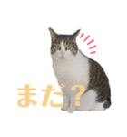 わーちゃん's★stamp（個別スタンプ：17）