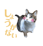 わーちゃん's★stamp（個別スタンプ：19）