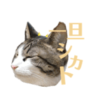 わーちゃん's★stamp（個別スタンプ：20）