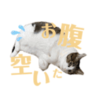 わーちゃん's★stamp（個別スタンプ：22）