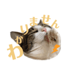 わーちゃん's★stamp（個別スタンプ：23）