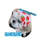 みことわんこ⑦（個別スタンプ：4）