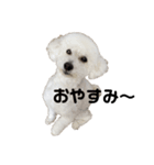 我が家のコタロウ2（個別スタンプ：4）