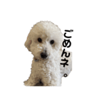 我が家のコタロウ2（個別スタンプ：6）