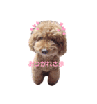 ここちゃん❤︎個人用（個別スタンプ：1）