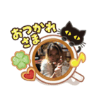 パライ代表（個別スタンプ：1）