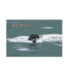 風景とワンコ（個別スタンプ：20）