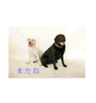 風景とワンコ（個別スタンプ：23）