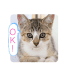 ししちゃちゃねこスタンプ（個別スタンプ：1）