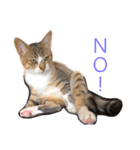 ししちゃちゃねこスタンプ（個別スタンプ：2）