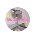 ししちゃちゃねこスタンプ（個別スタンプ：4）