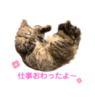 ししちゃちゃねこスタンプ（個別スタンプ：5）