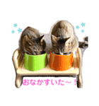 ししちゃちゃねこスタンプ（個別スタンプ：8）