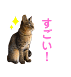 ししちゃちゃねこスタンプ（個別スタンプ：10）