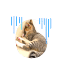 ししちゃちゃねこスタンプ（個別スタンプ：11）