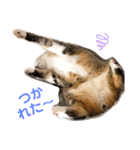 ししちゃちゃねこスタンプ（個別スタンプ：12）