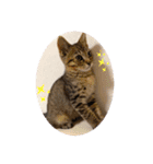 ししちゃちゃねこスタンプ（個別スタンプ：14）