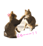 ししちゃちゃねこスタンプ（個別スタンプ：16）