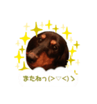 セナぶぅの日常スタンプ（個別スタンプ：2）