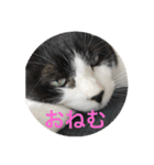 愛しのクロちゃん♡（個別スタンプ：1）