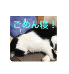 愛しのクロちゃん♡（個別スタンプ：3）