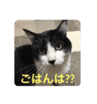 愛しのクロちゃん♡（個別スタンプ：4）