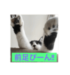 愛しのクロちゃん♡（個別スタンプ：6）
