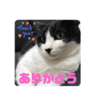 愛しのクロちゃん♡（個別スタンプ：11）