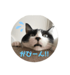 愛しのクロちゃん♡（個別スタンプ：12）