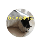 愛しのクロちゃん♡（個別スタンプ：16）