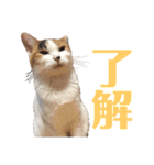 平野家のねこスタンプ（個別スタンプ：1）
