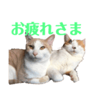 平野家のねこスタンプ（個別スタンプ：2）