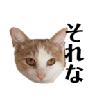 平野家のねこスタンプ（個別スタンプ：3）