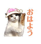 平野家のねこスタンプ（個別スタンプ：5）