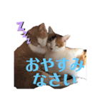 平野家のねこスタンプ（個別スタンプ：6）