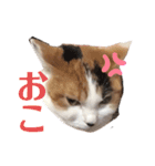 平野家のねこスタンプ（個別スタンプ：7）