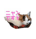 平野家のねこスタンプ（個別スタンプ：8）