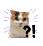 平野家のねこスタンプ（個別スタンプ：9）
