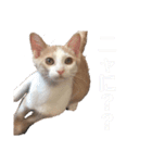平野家のねこスタンプ（個別スタンプ：10）